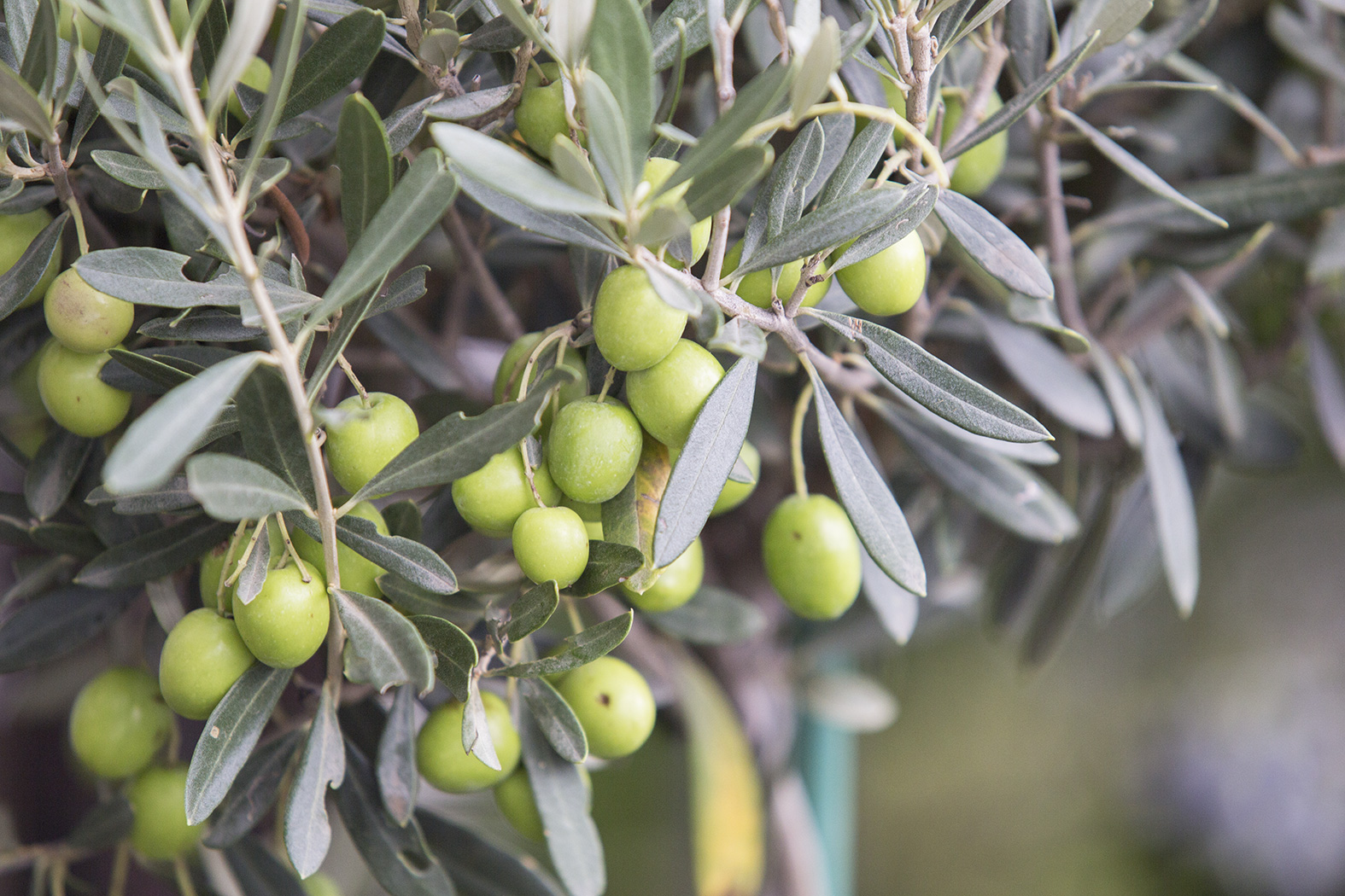 Quand récolter les olives ?