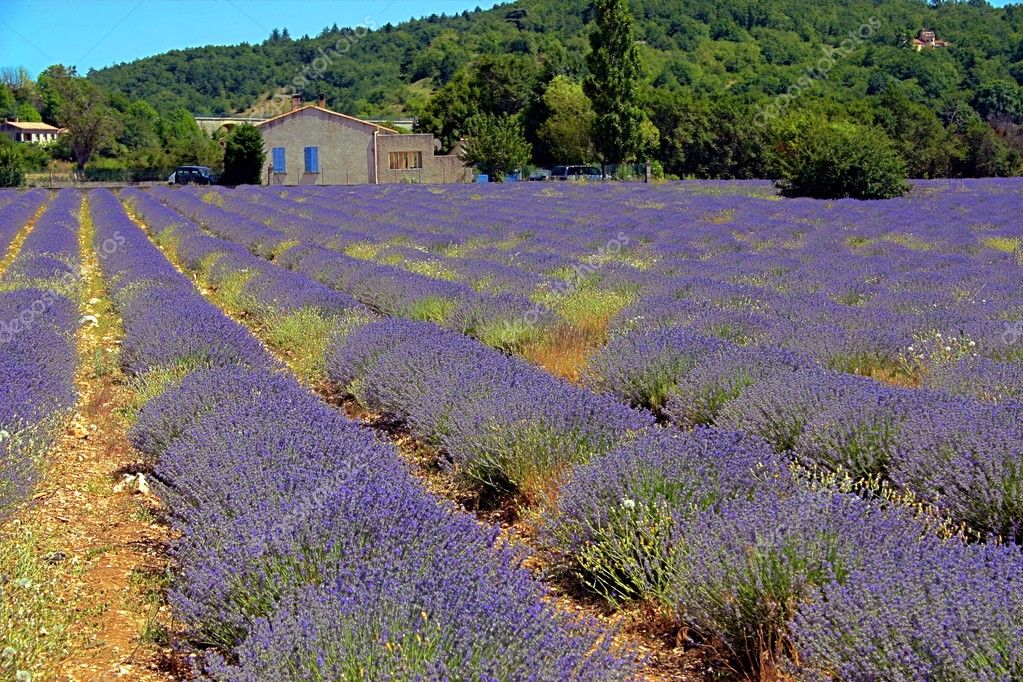 Les animations Provence Occitane du 14 août au 18 août