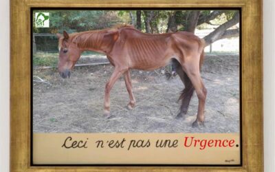 Un cheval sauvé à Saint-Julien de Peyrolas