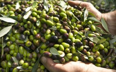 BAGNOLS-SUR-CEZE: Récolte solidaire d’olives les 4,5 et 6 novembre 2022