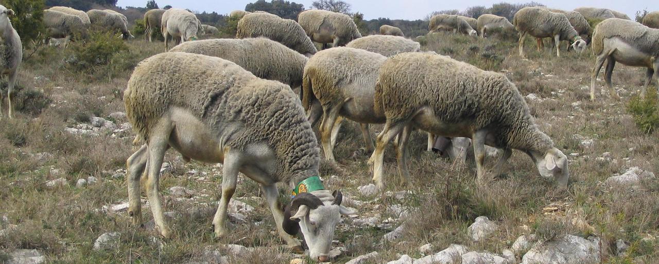 Laudun-L’Ardoise : Des moutons dans les champs laudunois