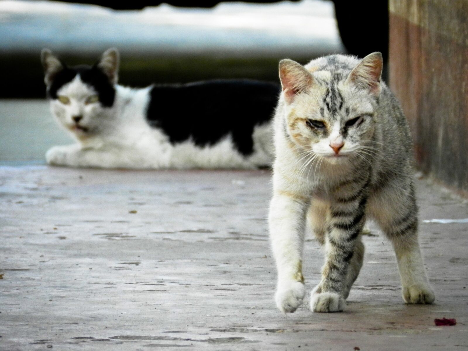Pont-Saint-Esprit : Campagne de capture, de stérilisation et d’identification de chats errants