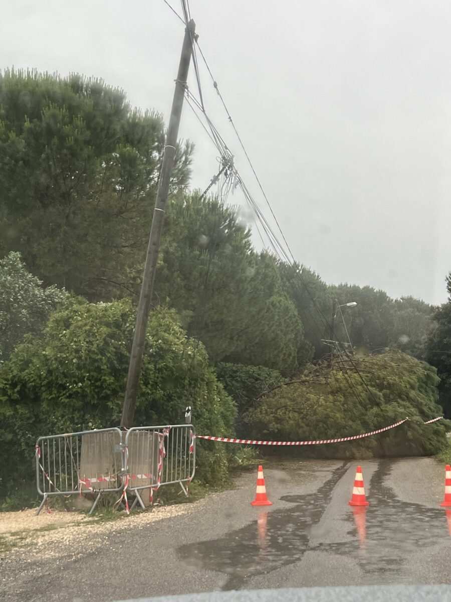Saint-Laurent-des-Arbres : Un grand Pin tombe sur la chaussée durant l’orage, un contournement mis en place