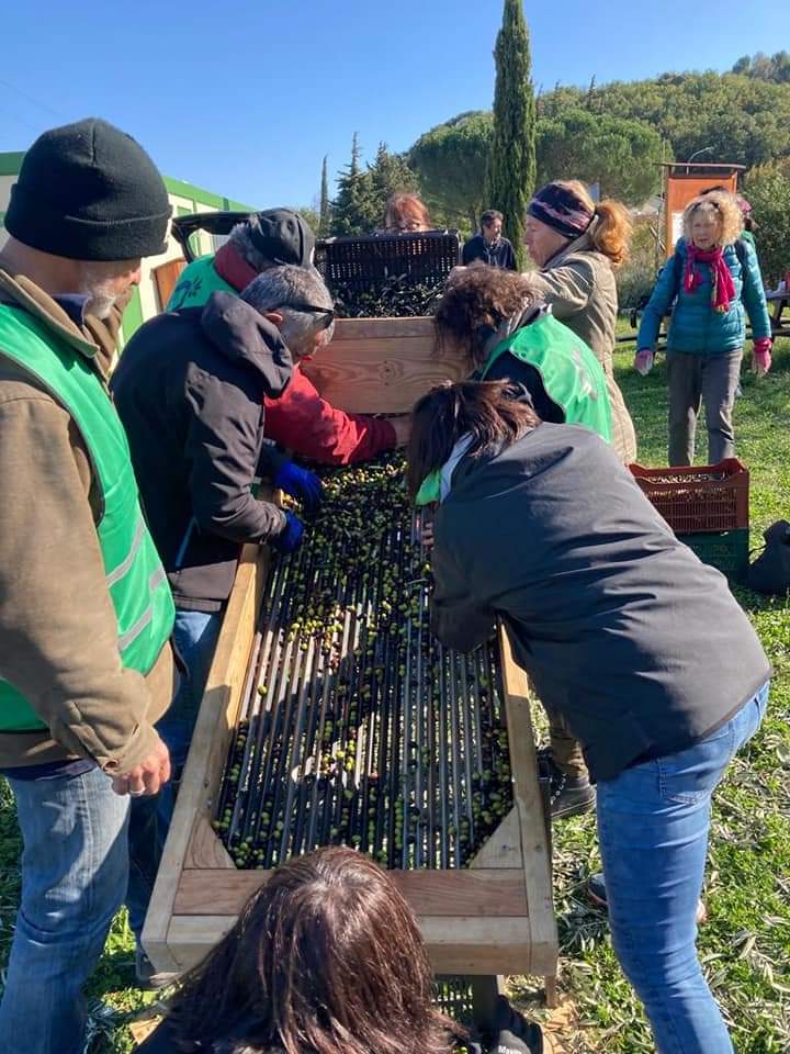 Bagnols-sur-Cèze : la récolte solidaire d’Olives de l’association Oléole bat son plein !