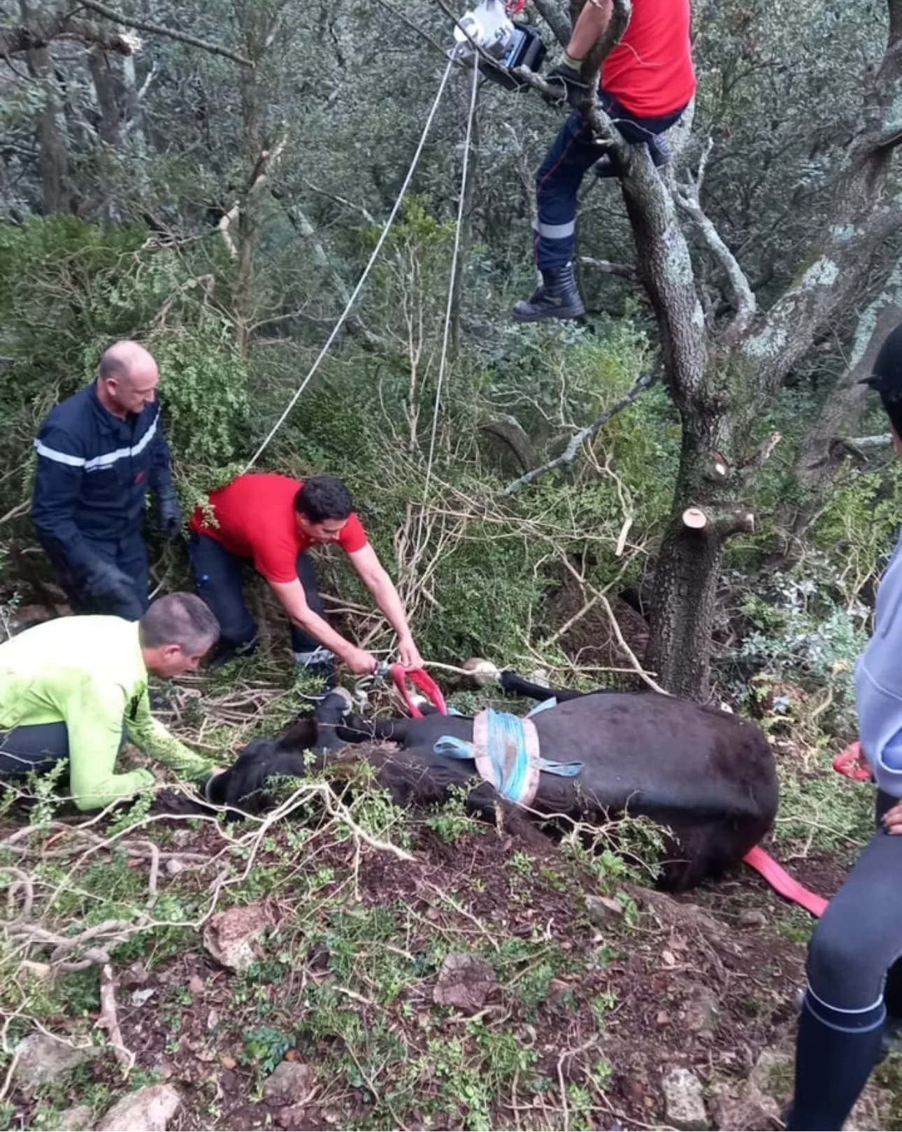 Tavel : Un cheval secouru par les Pompiers après une chute de plusieurs mètres