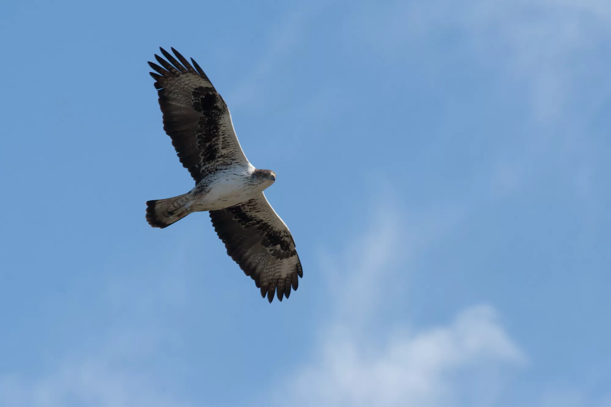 TERRITOIRE : Quoi de neuf en janvier dans les Gorges de l’Ardèche ?