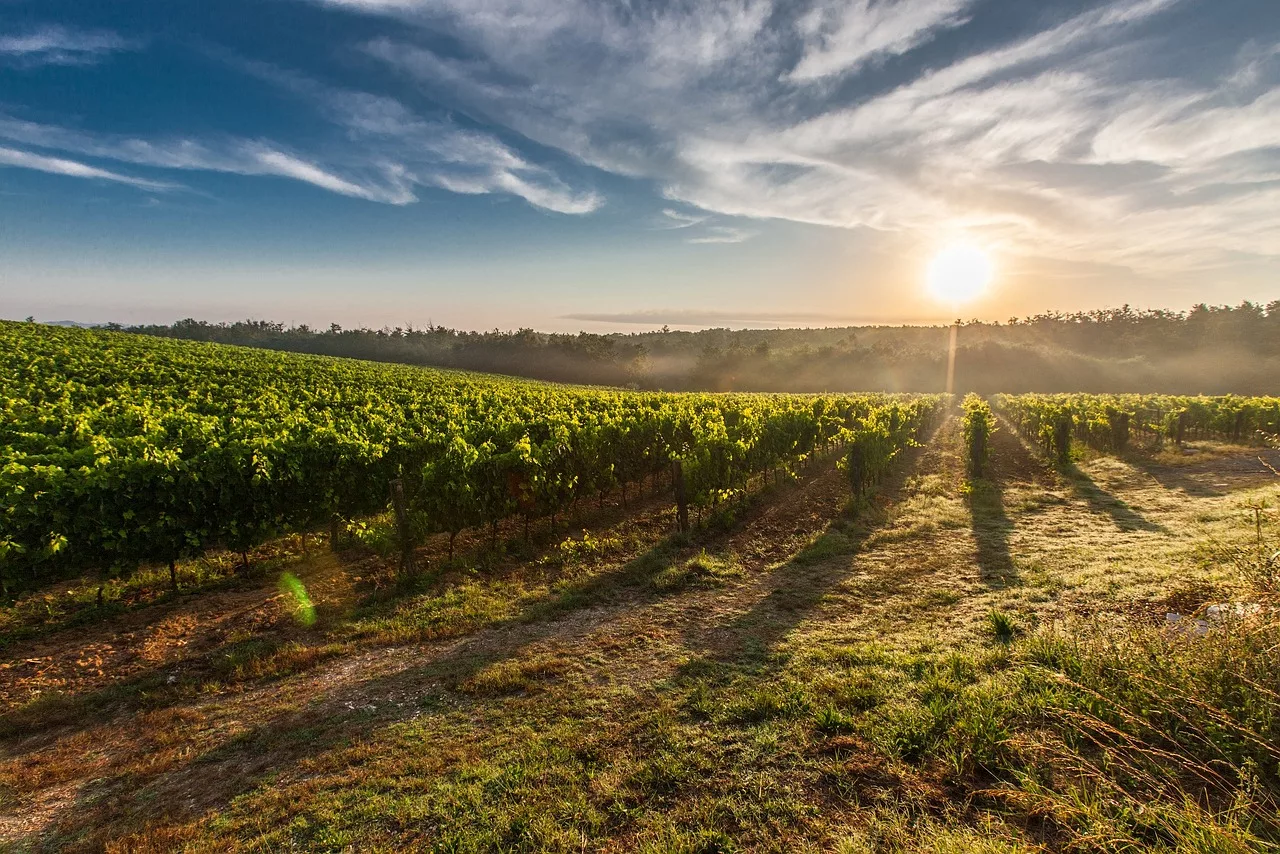 Dans le Gard, 4,1 M€ mobilisés par la Région Occitanie pour l’agriculture (2023/2024)