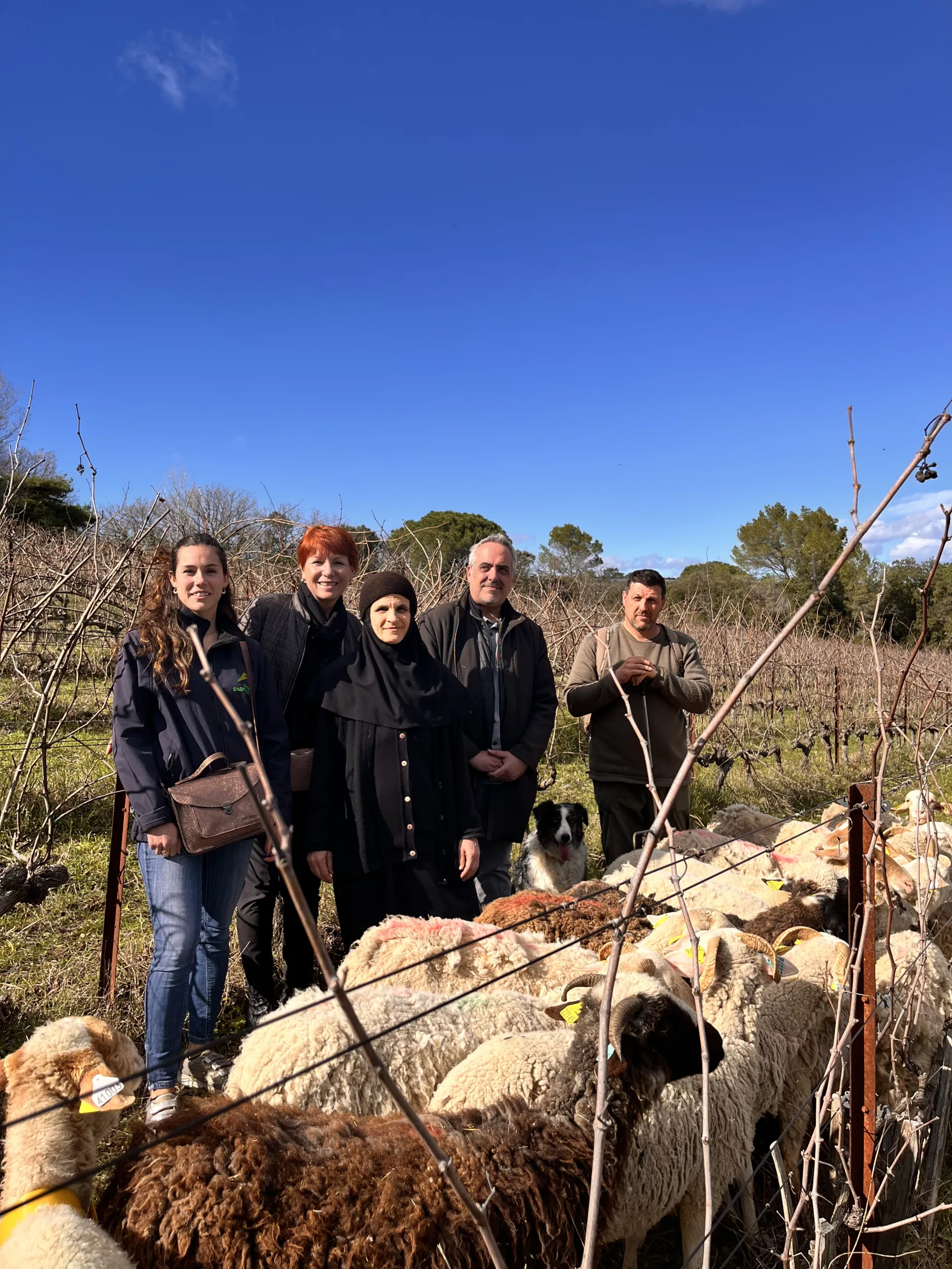 TERRITOIRE : Dans les vignes du Monastère de Solan, attention, pâturage en cours