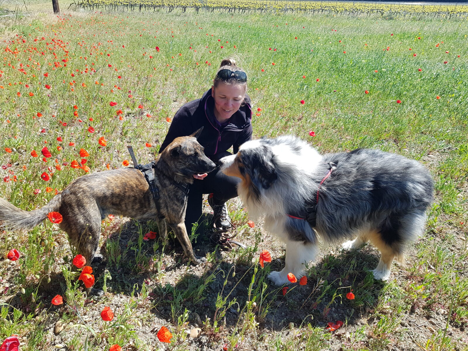 BAGNOLS-SUR-CEZE : experte en éducation canine, Laura Claude a créé LGard’Educ