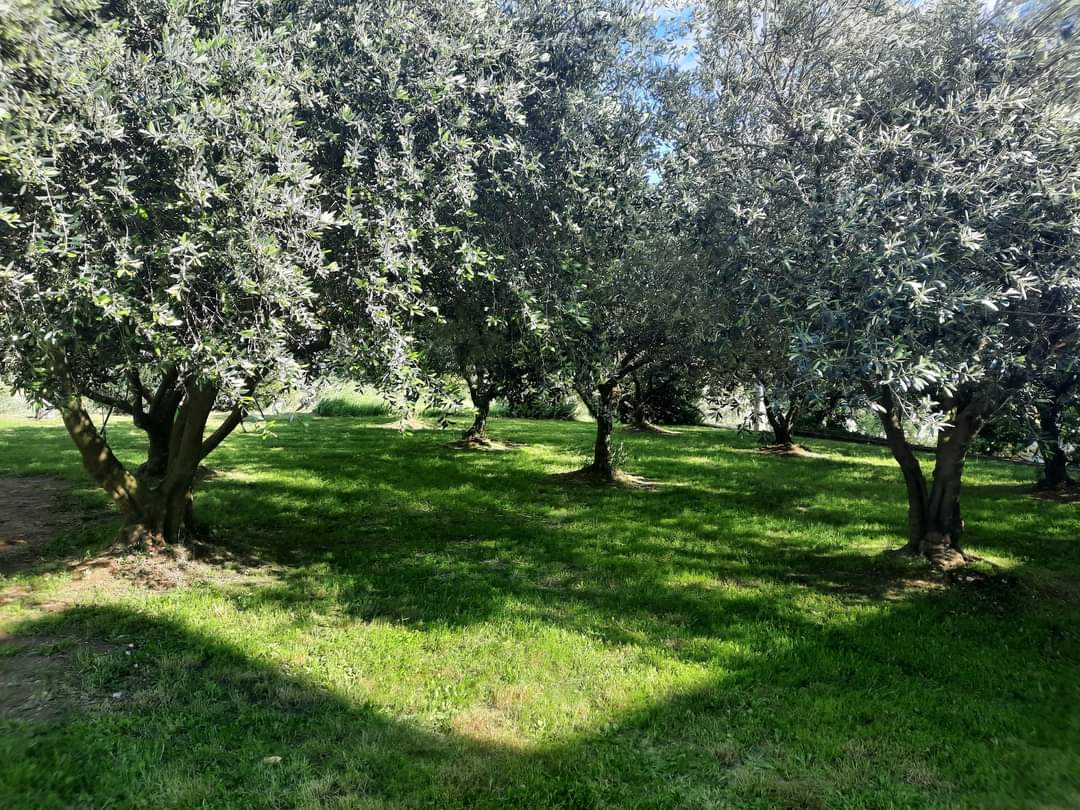 Cornillon : ce samedi, savourez un pique-nique convivial au Domaine Challias, sous les oliviers et au cœur des vignes