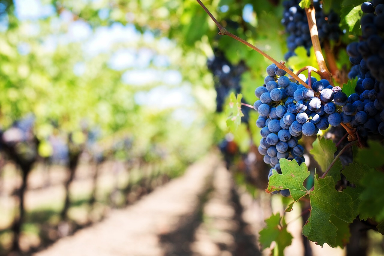 Viticulture : le Gouvernement annonce le lancement d’une enquête destinée à préciser l’ampleur et les priorités souhaitées par les viticulteurs pour la réduction définitive ou temporaire du potentiel viticole