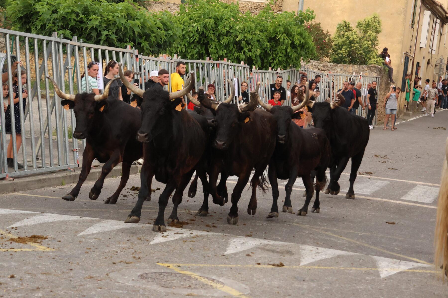 Bagnols-sur-Cèze : des nouveautés pour l’édition 2024 de la Fiesta Bagnolaise