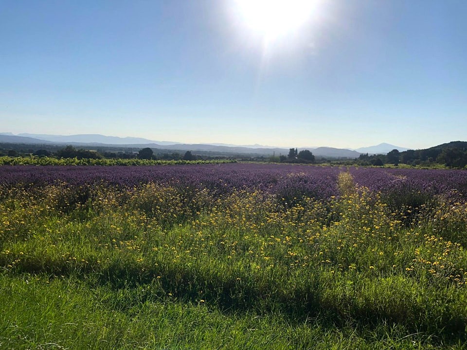 PROVENCE OCCITANE : coup d’œil sur les animations de la semaine prochaine