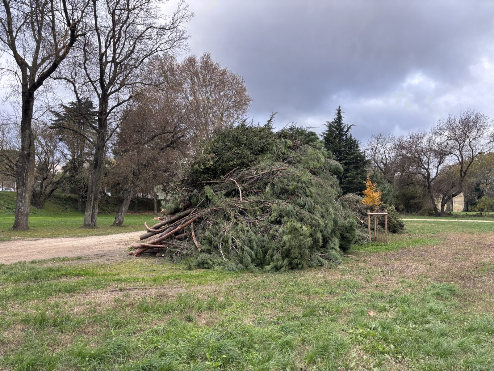 Bagnols-sur-Cèze : les 30 arbres abattus avenue Vigan Braquet recyclés en broyat et granulés de bois de chauffage