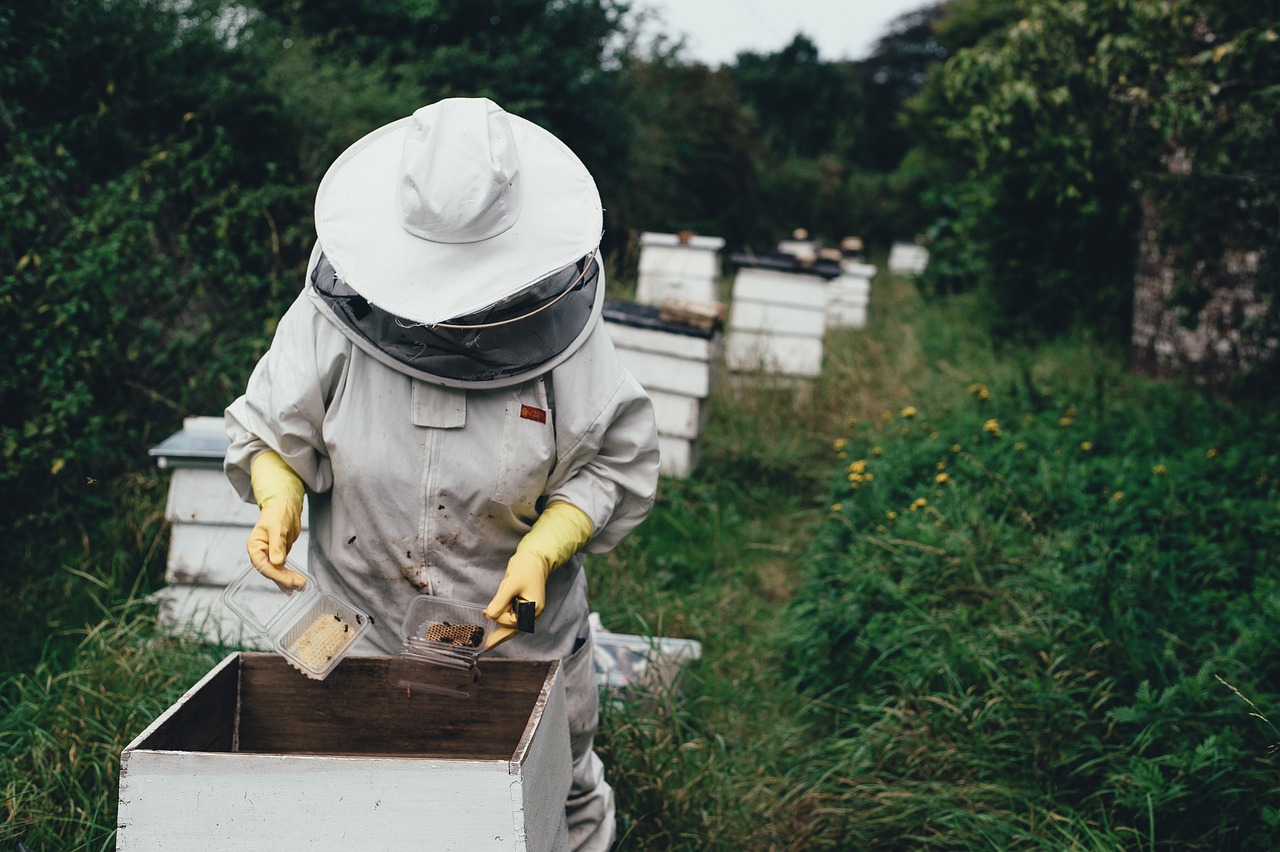 Cornillon : évènement bien vivre avec les abeilles dans la vallée de la Cèze Dimanche 17 novembre de 14h à 19h à la Salle des fêtes