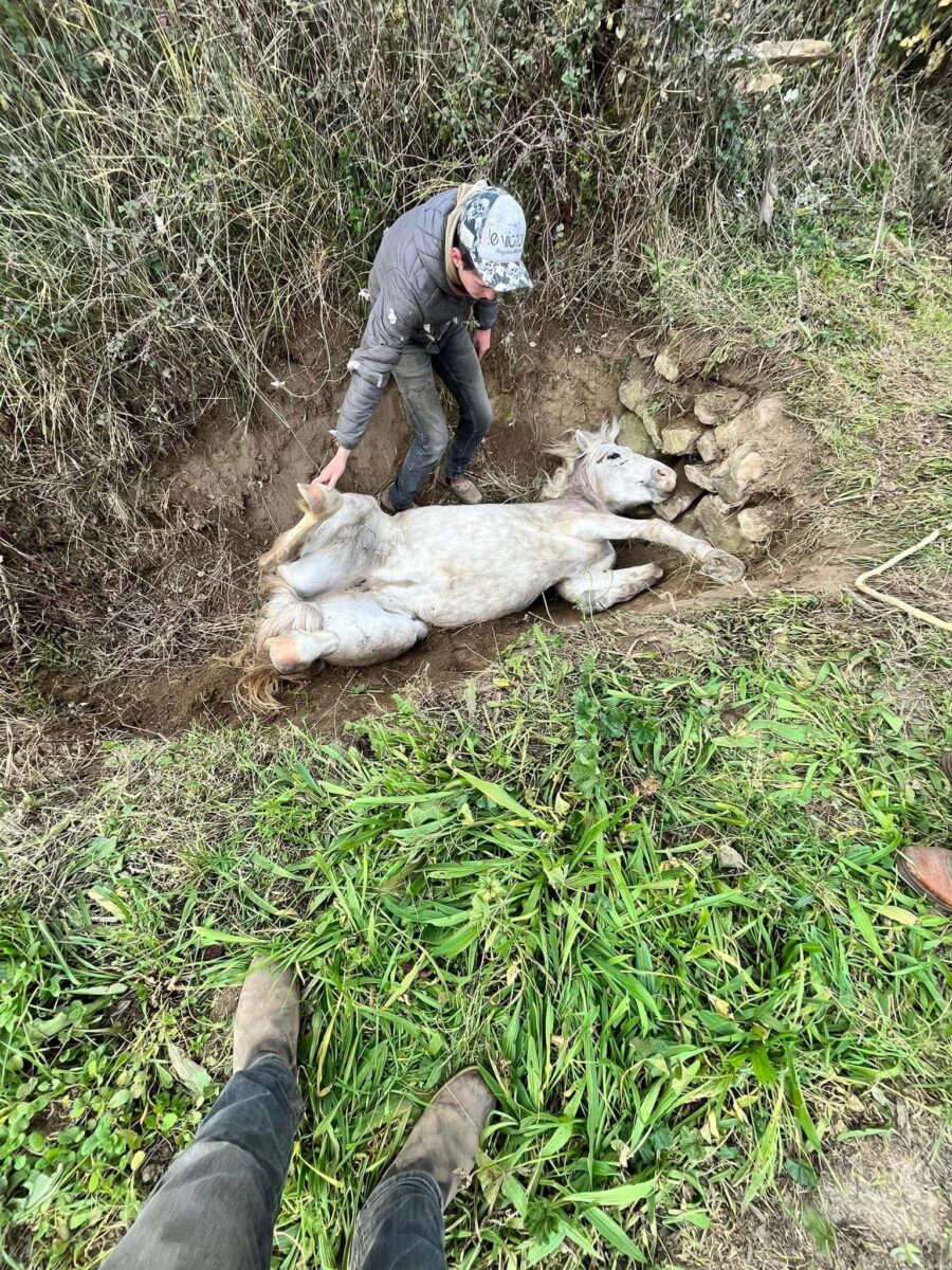 Gard rhodanien : sauvetage émouvant de Milla, une pouliche de 2 ans et demi