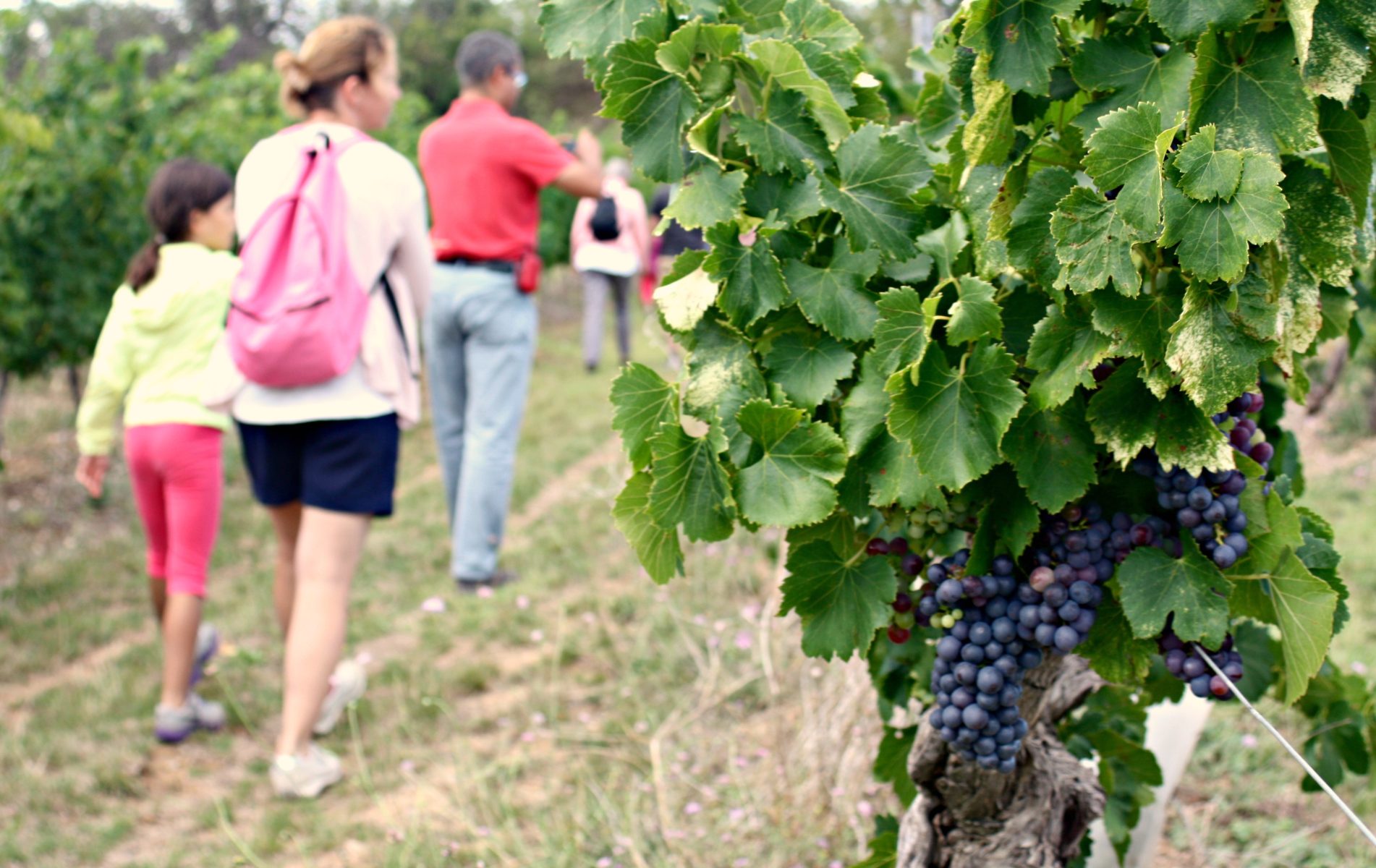 Laudun-l’Ardoise : la commune reconnue en calamité agricole pour la mortalité de jeunes vignes