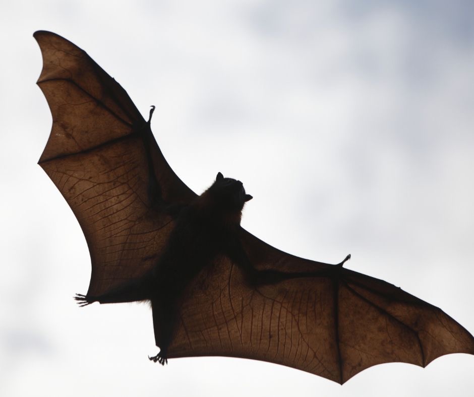 Roquemaure : La Nuit de la Chauve-Souris révèle les secrets d’un mammifère méconnu