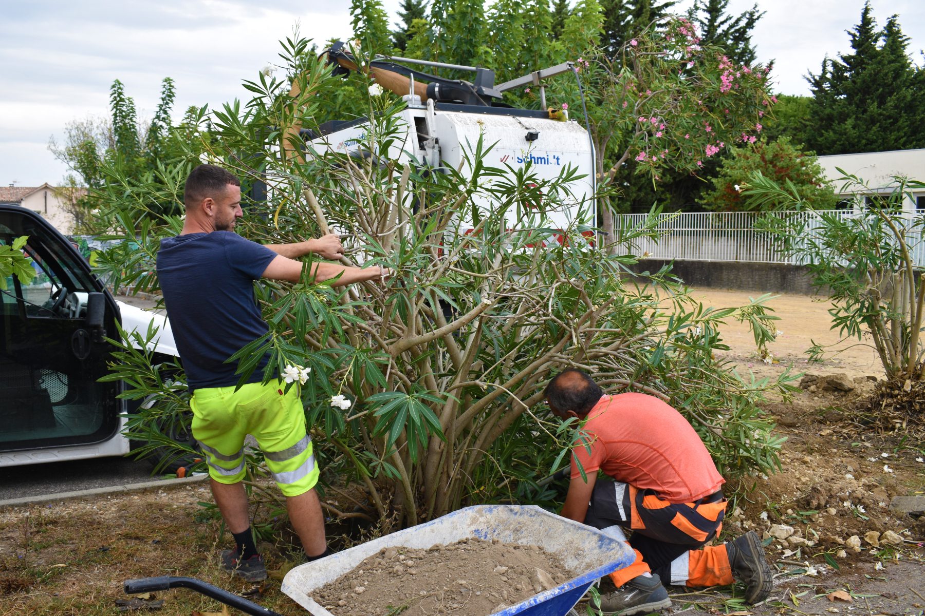 Pont-Saint-Esprit : les lauriers roses de la digue trouvent une nouvelle vie en ville