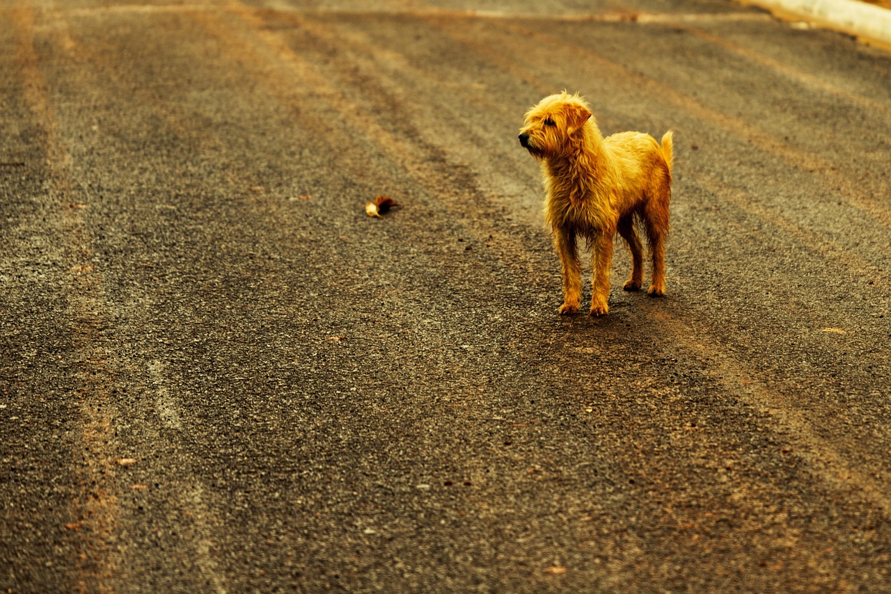 Bagnols-sur-Cèze : propreté et sécurité, la municipalité fixe de nouvelles règles pour les chiens