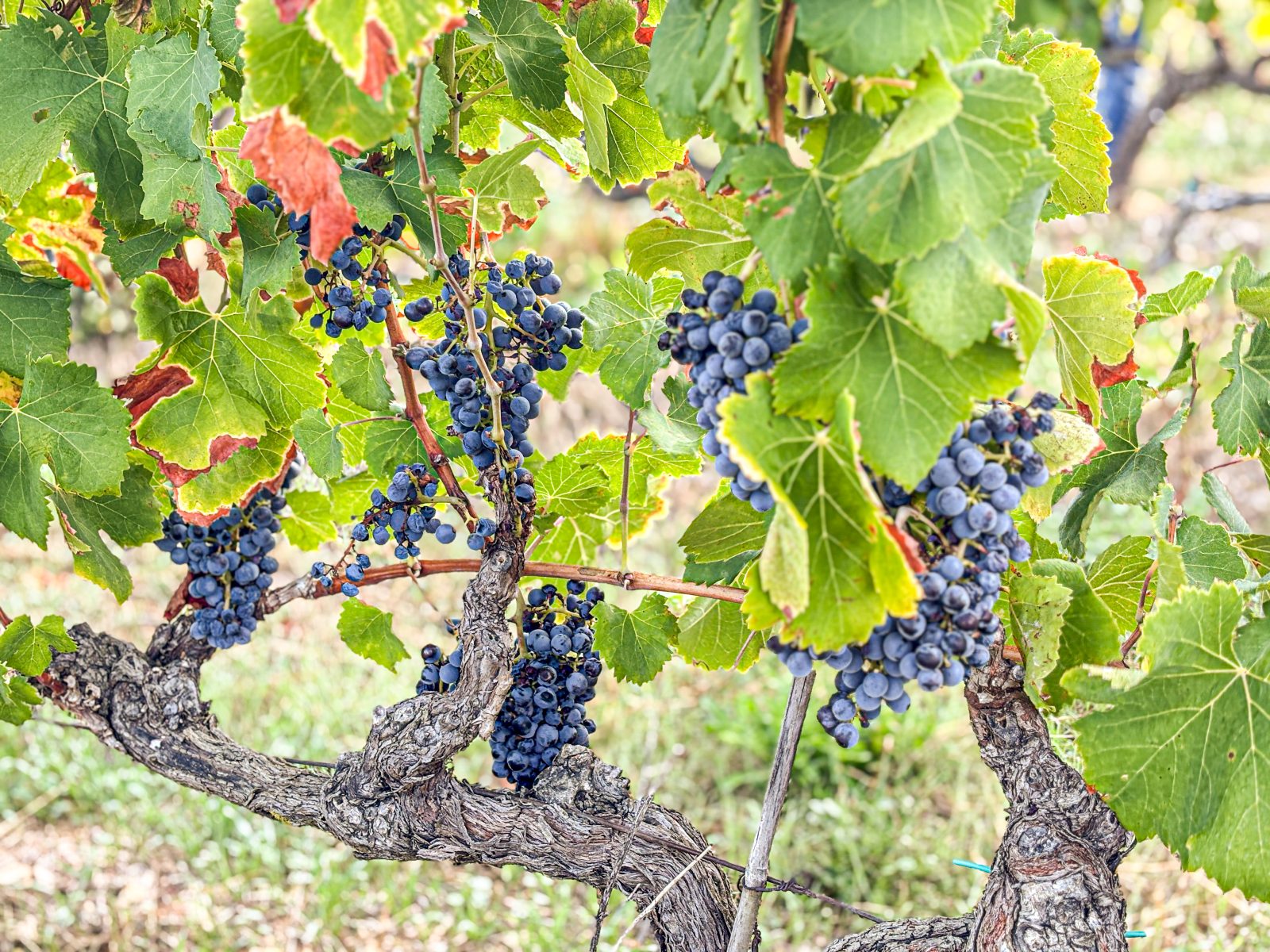 Vignobles en scène : un week-end à savourer en Provence Occitane