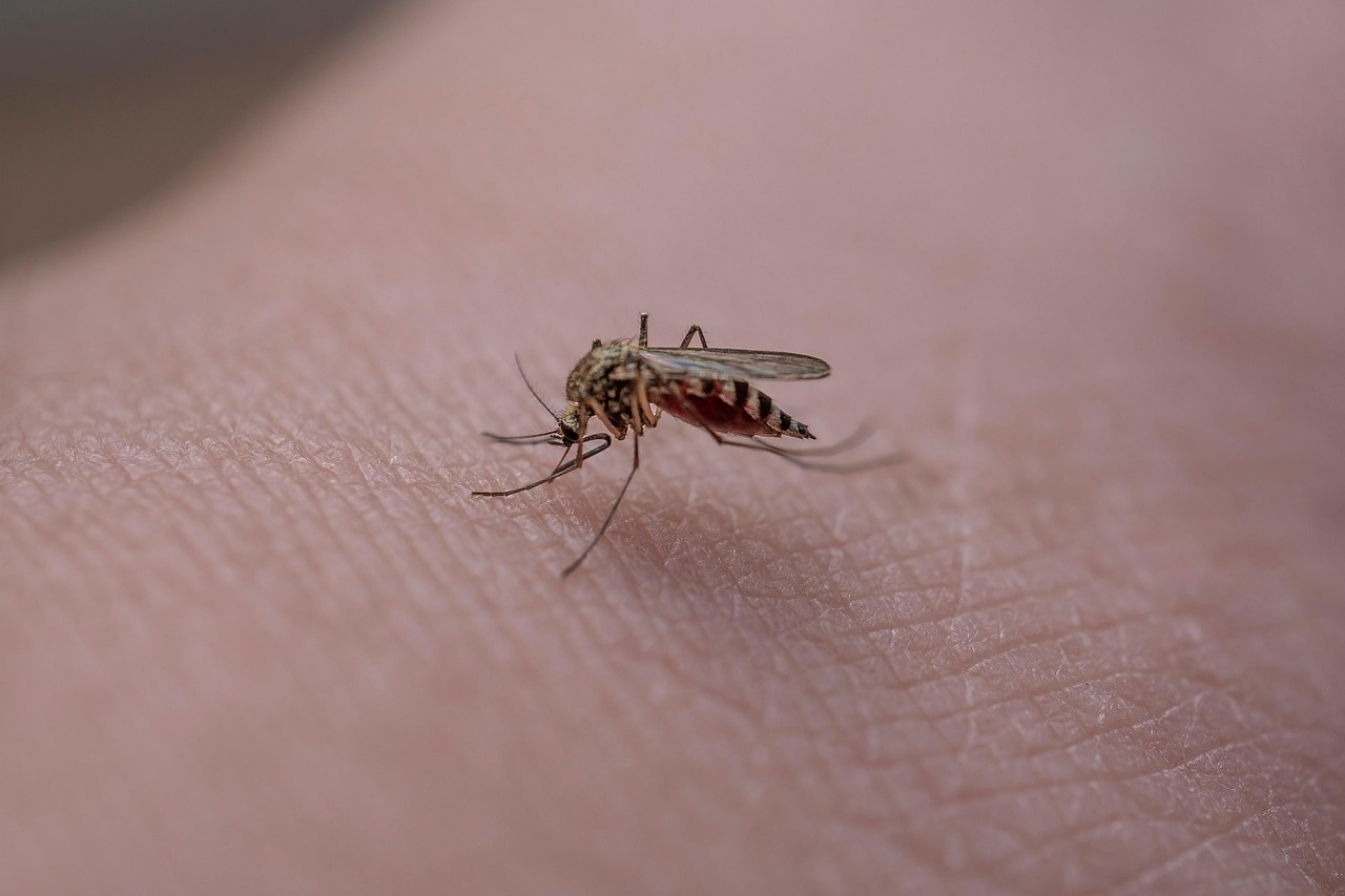 Dengue et chikungunya : la circulation locale des virus se confirme en Occitanie