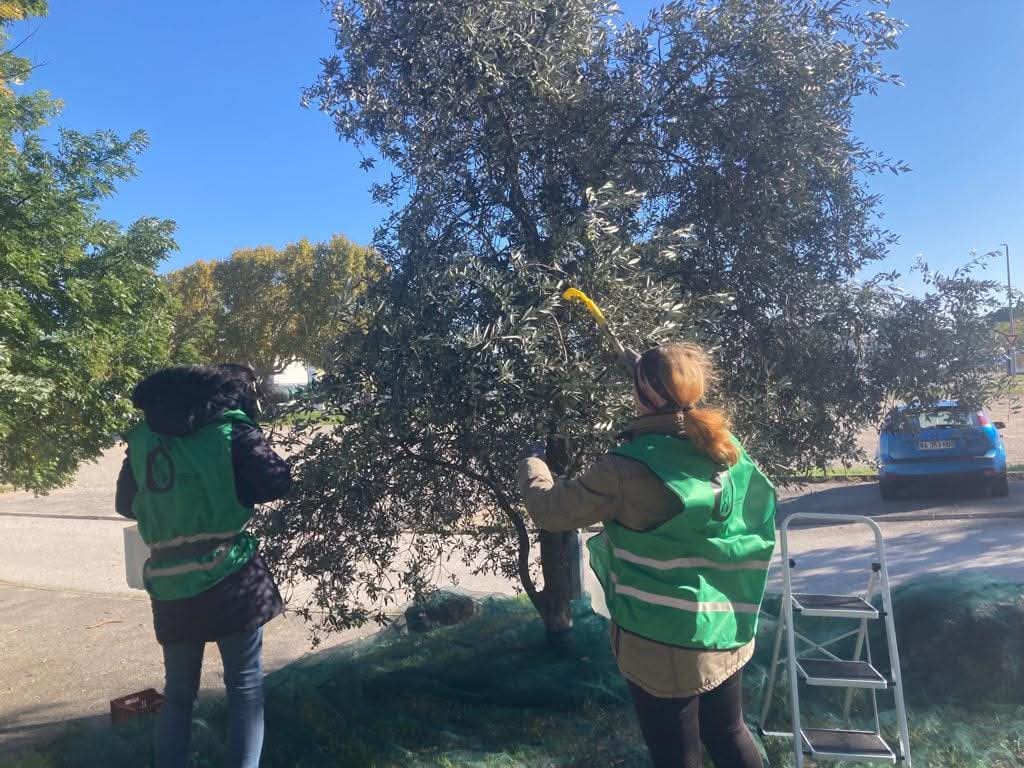 Bagnols-sur-Cèze : la récolte solidaire d’olives revient du 20 au 25 octobre avec l’association Oléole !