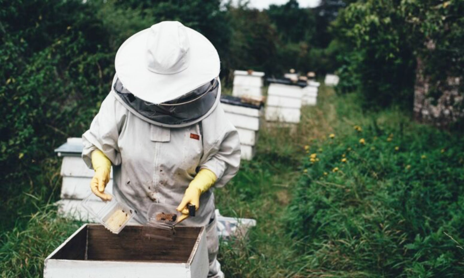 Saint-Alexandre : Forum « Bien vivre avec les abeilles » à la salle des fêtes de Saint-Alexandre dimanche 30 novembre de 14h à 19h