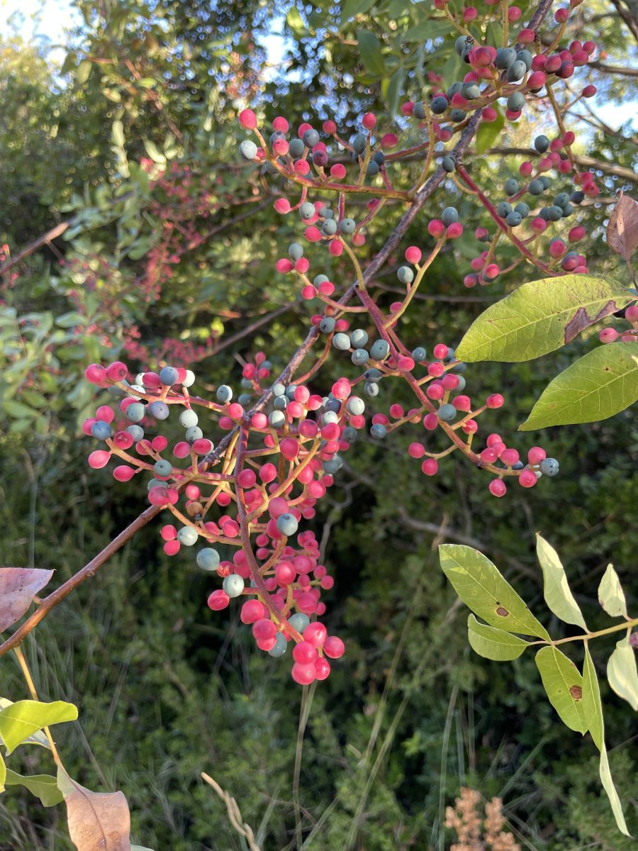 Roquemaure – Une sortie pour découvrir les plantes sauvages avec l’association Herbaïa