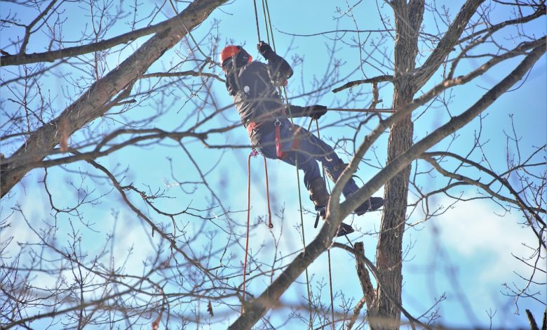 Saint-Gervais : le Treeclim’BIG Winter 2026, un spectacle inédit au sommet des arbres