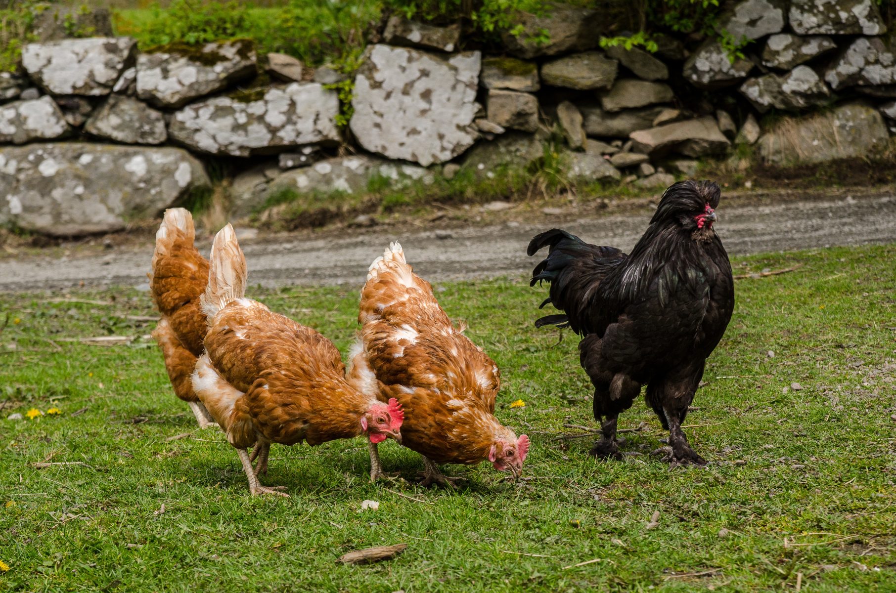 Saint-Nazaire : le guide pratique pour des poules productives et épanouies !