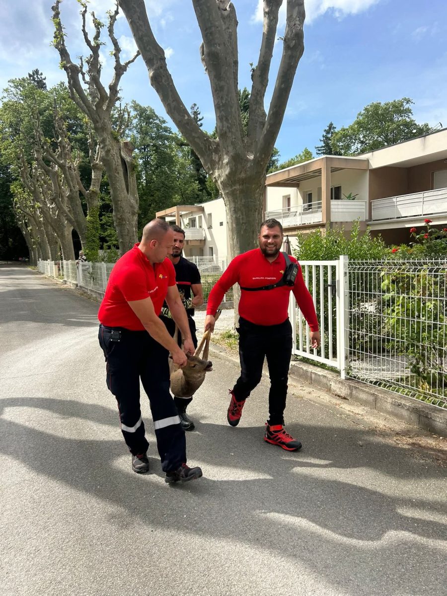 Bagnols-sur-Cèze : deux chevreuils s’invitent dans une propriété, les pompiers mobilisés