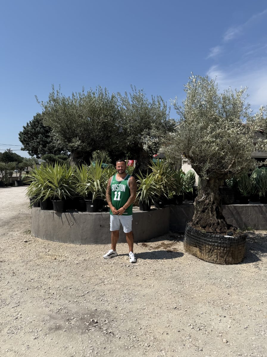 Saint-Laurent-des-Arbres : une nouvelle pépinière méditerranéenne ouvre ses portes avec une grande foire aux oliviers et palmiers