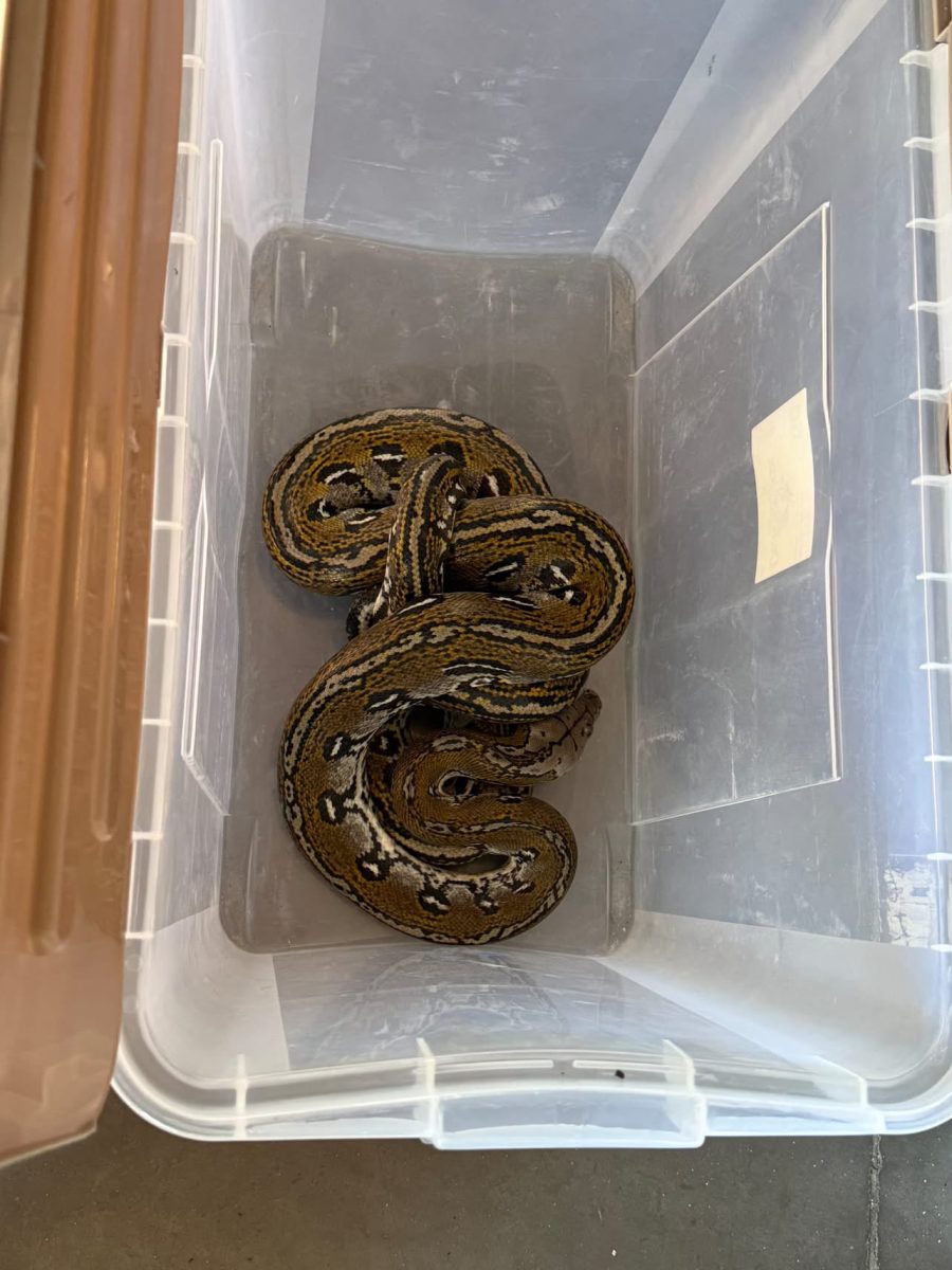 Bagnols-sur-Cèze : un python réticulé de près de deux mètres retrouvé par la police municipale