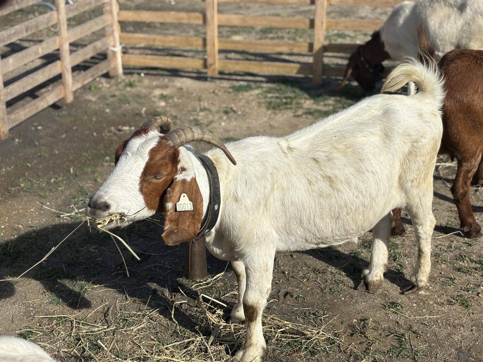 Saint-Victor-la-Coste : la Fête de la Chèvre revient pour une quatrième édition