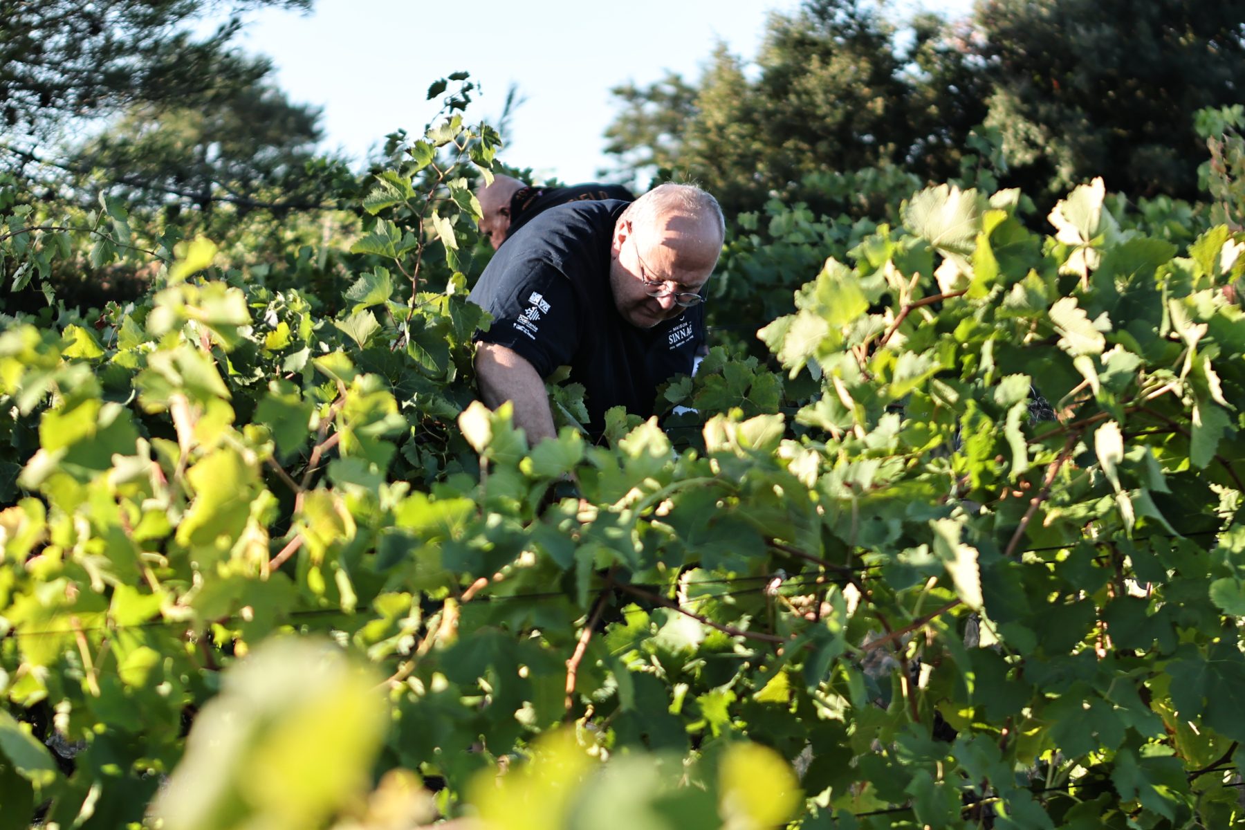 À Laudun-l’Ardoise, Maison Sinnae transforme ses visiteurs en « vignerons d’un jour »