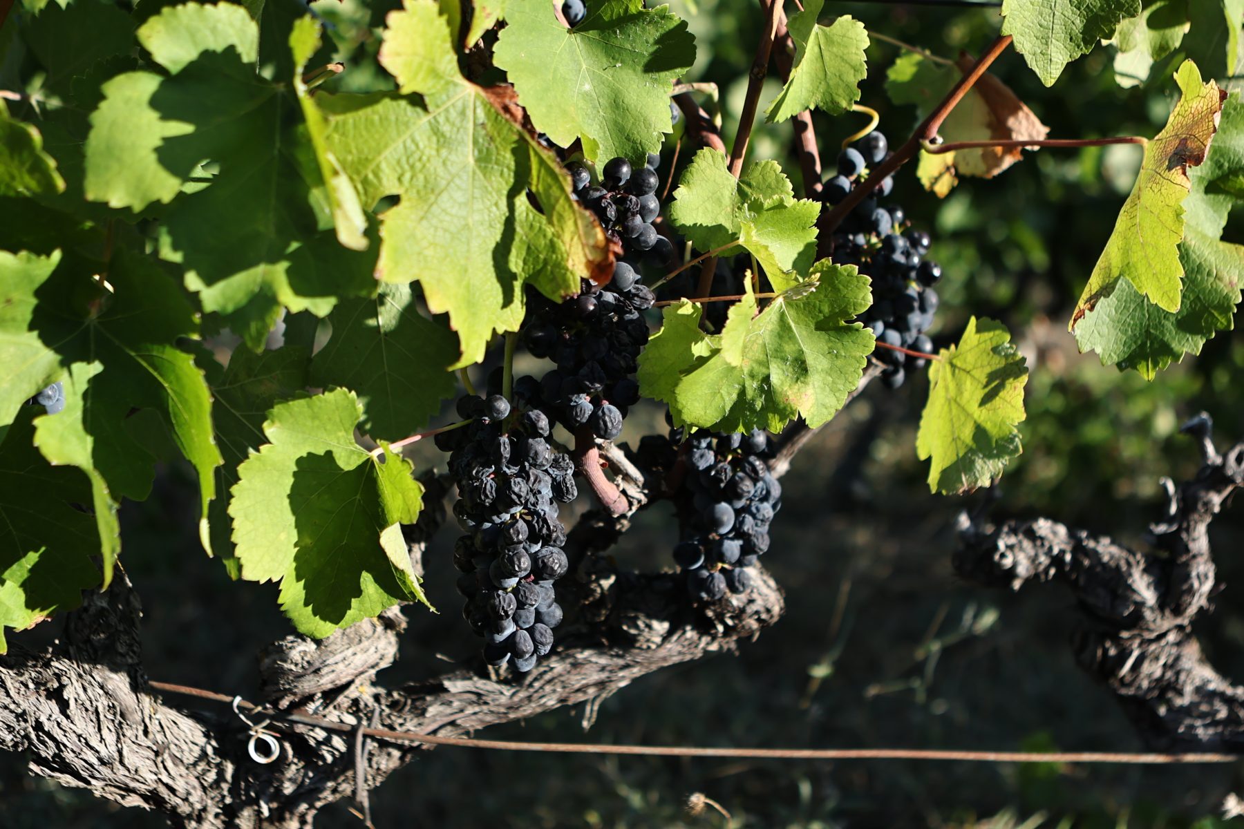 Le Rallye des 3 Crus : une première édition pour découvrir les vignobles du Gard rhodanien