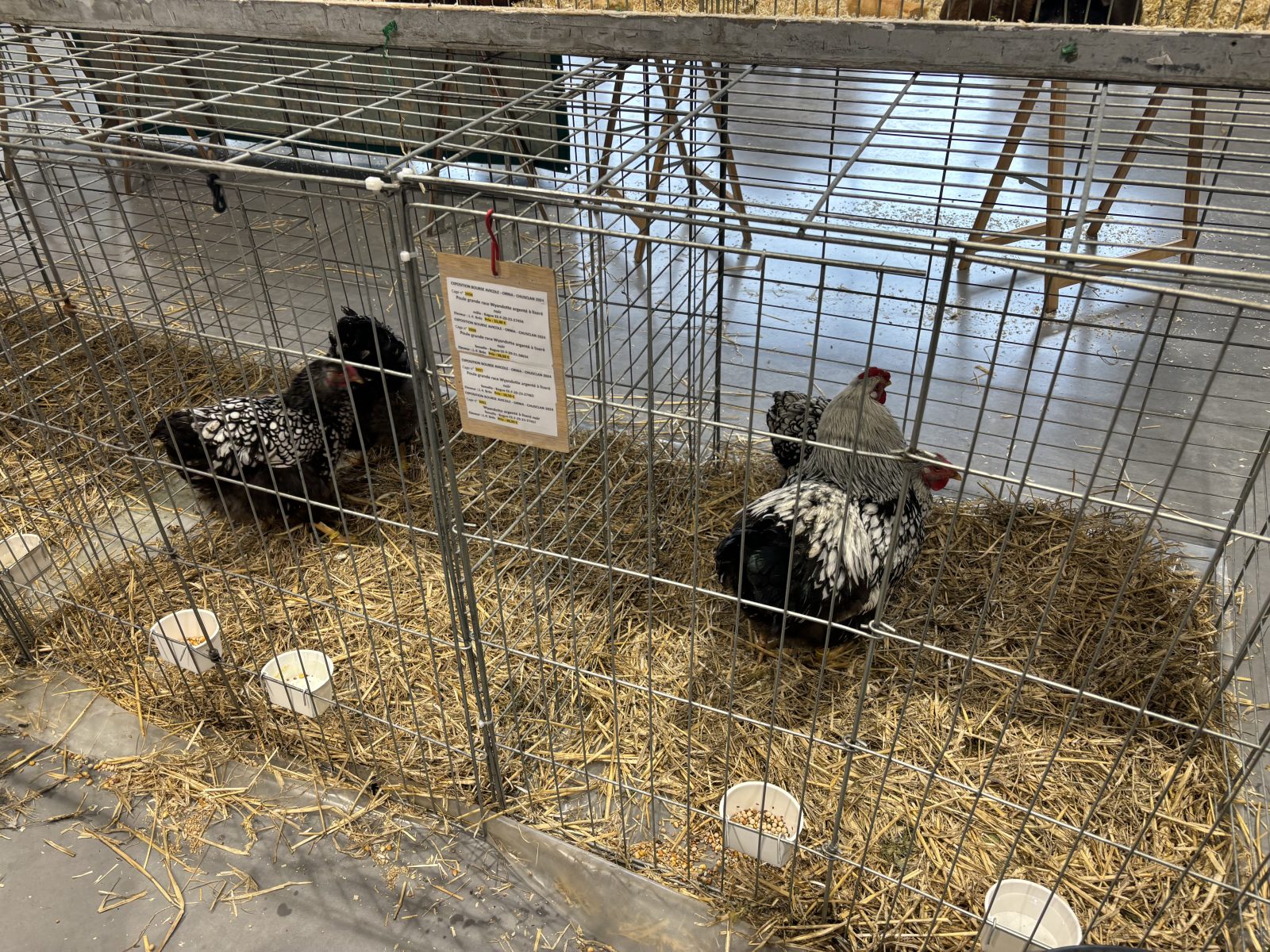 Plus de 600 animaux attendus à Codognan pour l’exposition du Club Avicole Gardois