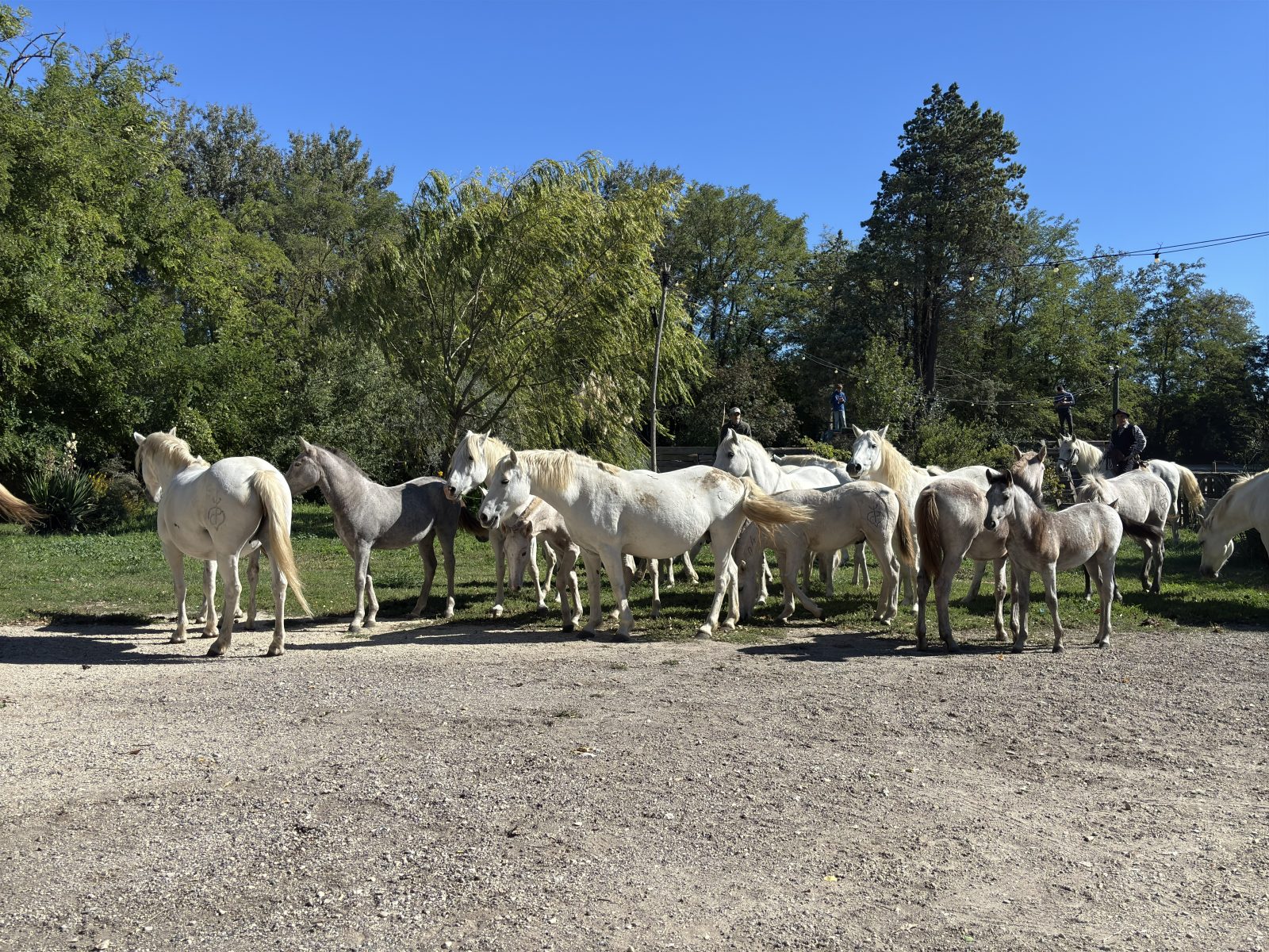 Bagnols-sur-Cèze : le Club Taurin Lou Gabian organise une roussataïo dimanche