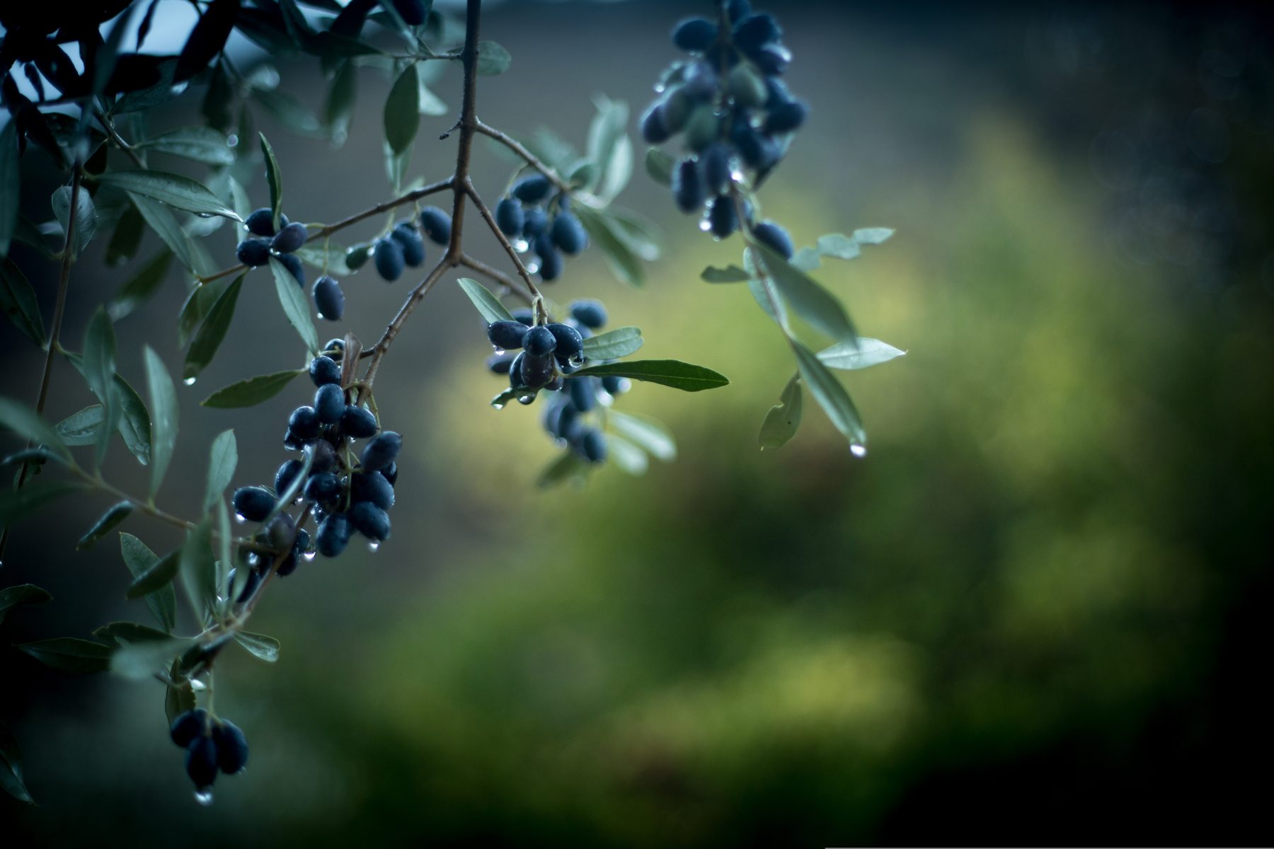 Quand et comment récolter vos olives ? Les conseils de Charrière Distribution